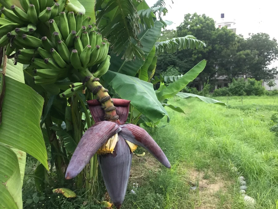 bananas getting larger a Jadan first 1200